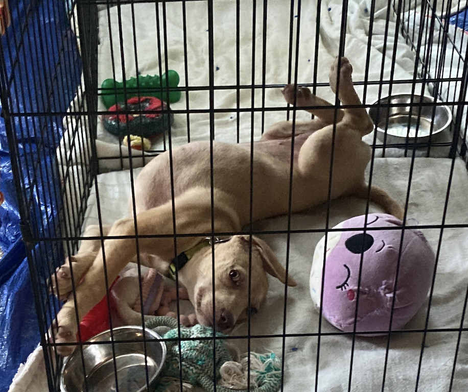 Pup Cassiopeia