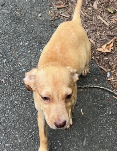 Pup Cassiopeia