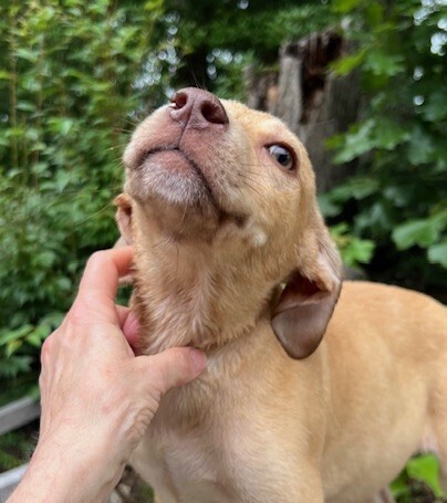 Pup Cassiopeia