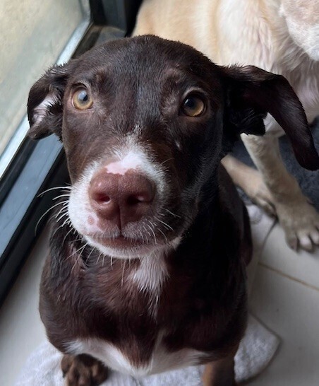 Baby Sirius