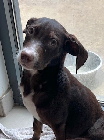 Baby Sirius
