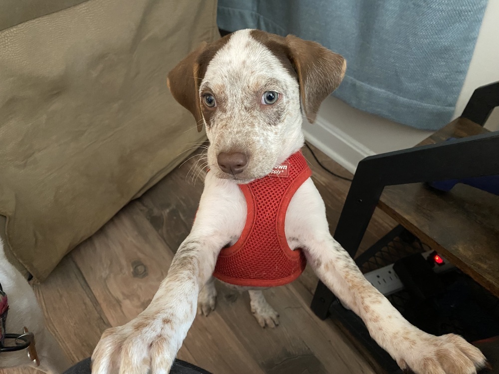 Baby Petey
