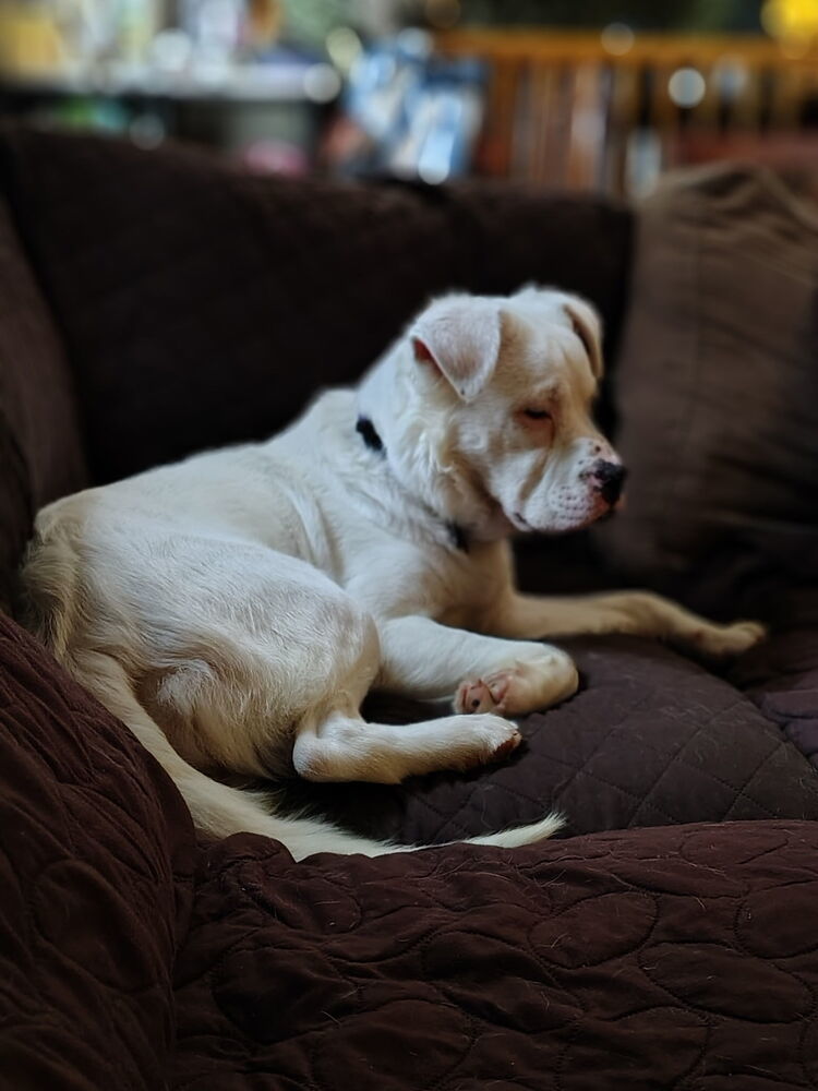 Ivory