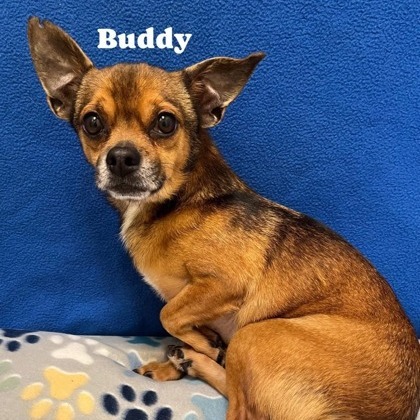 Buddy