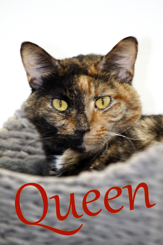 Queen