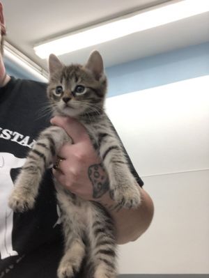 Betsie, Baby Female Domestic Short Hair