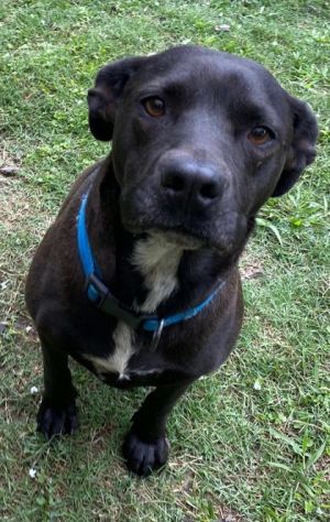Harlequin(HW+), Adult Female Terrier