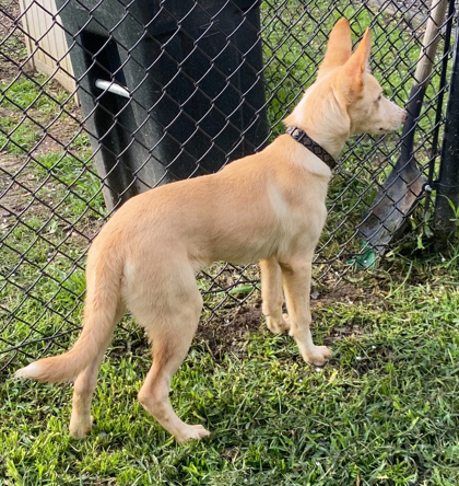 Pip