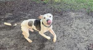 Tesla, Adult Male Terrier