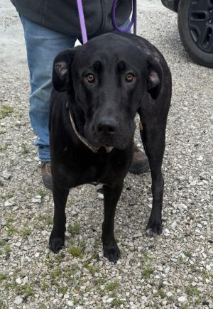 Viola, Adult Female Labrador Retriever