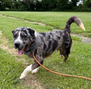 Dozer, Adult Male Australian Shepherd