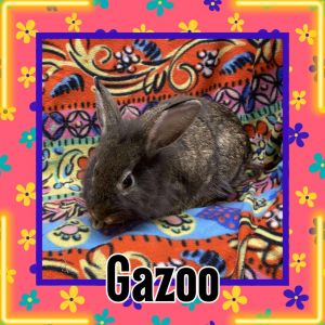 Gazoo, Young Male Lionhead