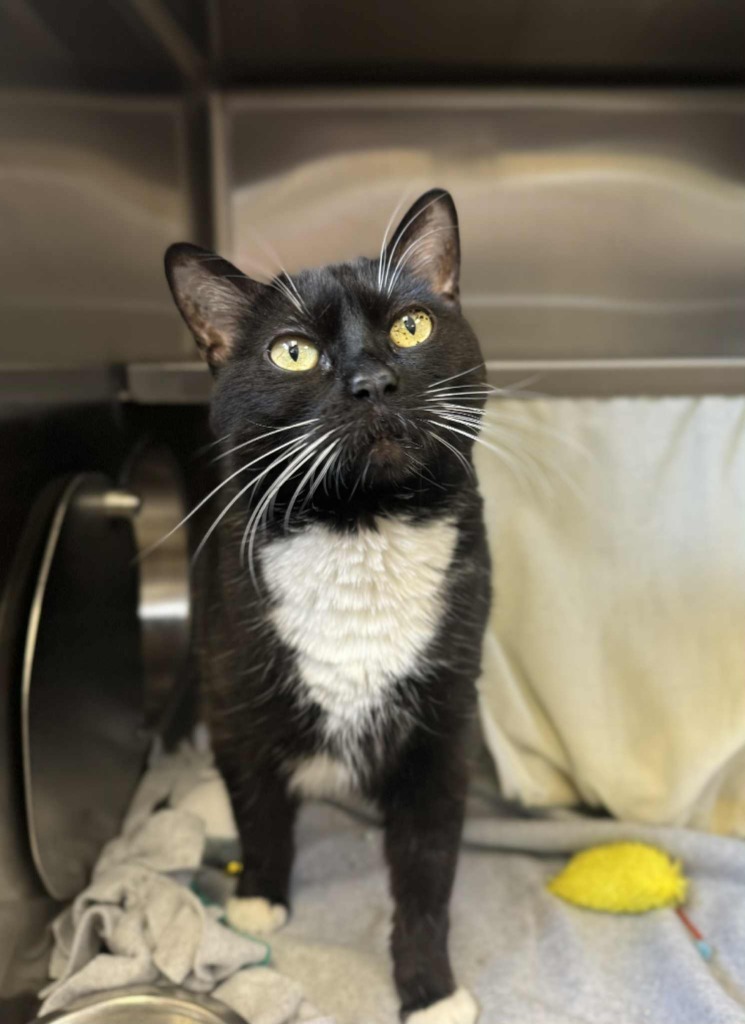 Jennifur - At Petco, an adoptable Domestic Short Hair in Grand Forks, ND, 58203 | Photo Image 1