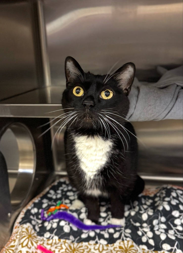 Jennifur - At Petco, an adoptable Domestic Short Hair in Grand Forks, ND, 58203 | Photo Image 2