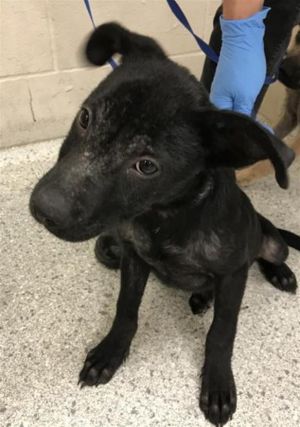 CHARLIE, Baby Female Labrador Retriever
