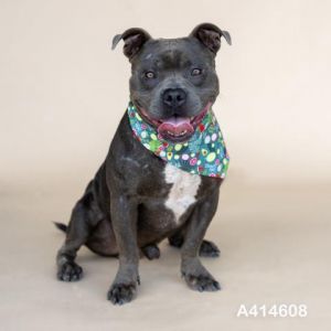 WRECK IT RALPH, Adult Male Pit Bull Terrier