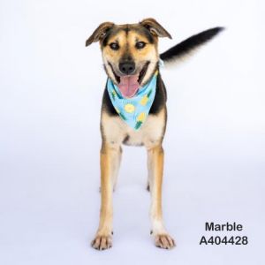 MARBLE, Young Male German Shepherd Dog