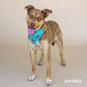 FEATHER, Young Female Labrador Retriever
