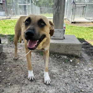 CRISSY, Young Female Pit Bull Terrier