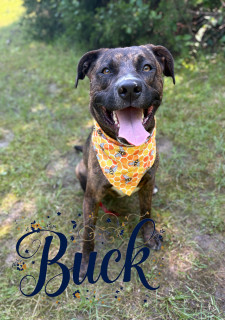 Buck 125016, Adult Male Pit Bull Terrier