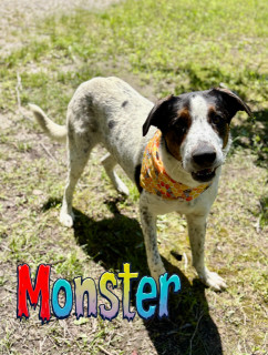 Monster 124425, Adult Male Australian Cattle Dog / Blue Heeler