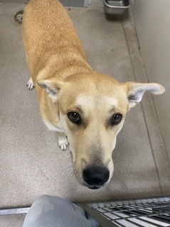 Coral 125013, Adult Female Shepherd