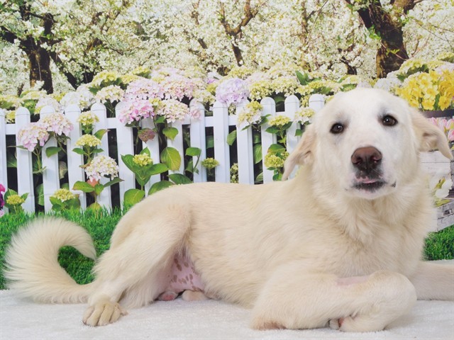 SNOWBALL, an adoptable Great Pyrenees, Akbash in Oroville, CA, 95965 | Photo Image 1