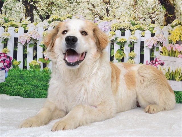 COCO, an adoptable Great Pyrenees, Akbash in Oroville, CA, 95965 | Photo Image 1