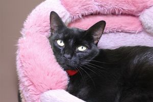 I arrived at the shelter as a stray and hope my family comes for me soon