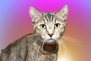 To celebrate the Florida Panthers playoff run Chewy is doing something amazing for every Panthers 