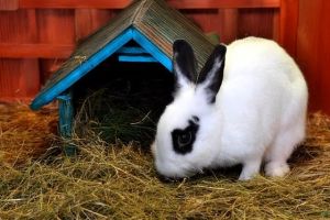 WATCH MY VIDEODid someone say BENNYS BUNNIES We are overflowing with bunnies at the shelter right
