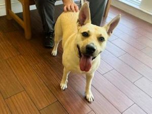 I arrived at the shelter as a stray and hope my family comes for me soon Adoption applications are 
