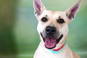 I arrived at the shelter as a stray and hope my family comes for me soon Adoption applications are 