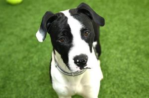 WATCH MY VIDEOOh sweetie Jade is only 3-years old and she shakes in her kennel and paces in circl