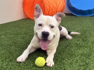 WATCH MY VIDEO2-year-old Cooper is usually such a happy fellow but after going from shelter to she