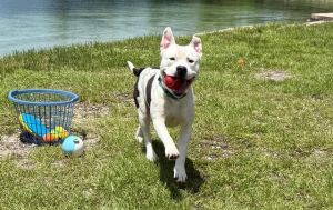 WATCH MY VIDEO2-year-old Cooper is usually such a happy fellow but after going from shelter to she