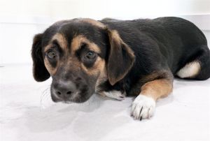 I arrived at the shelter as a stray and hope my family comes for me soon