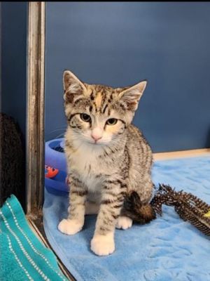 DAWN, Baby Female Domestic Short Hair