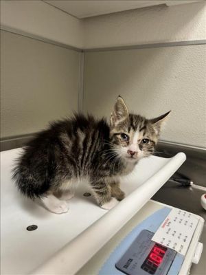 HOBBIE, Baby Male Domestic Short Hair