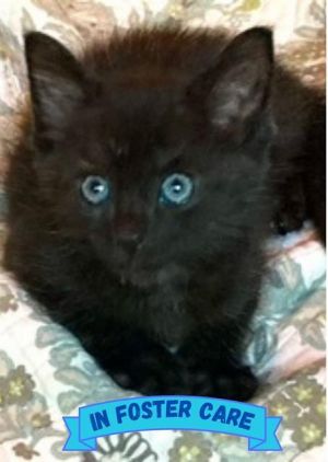 Hi there Im Pepper I may be small but Ive got a big heart and even bigger hair I came