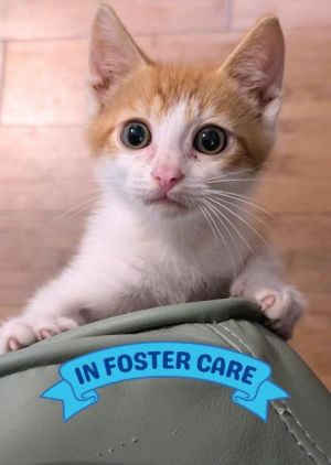 Hi there Im Jax your future best friend Im a curious little guy with a big heart and an even