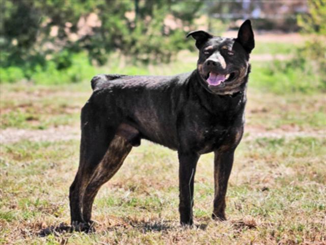 AUGIE, an adoptable Mixed Breed in Santa Fe, NM, 87507 | Photo Image 1