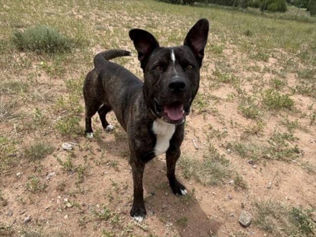 ACE, an adoptable Mixed Breed in Santa Fe, NM, 87507 | Photo Image 1