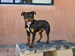 KAI, Young Male Mixed Breed