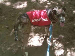 HARLEY, Young Female Mixed Breed