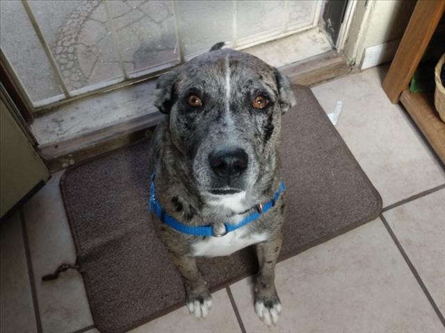 HARLEY, an adoptable Mixed Breed in Santa Fe, NM, 87507 | Photo Image 1