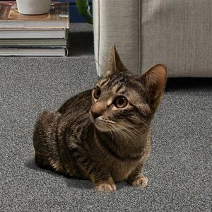 DOLLY, Young Female Domestic Short Hair