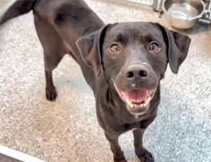 PEPPER, Young Female Labrador Retriever