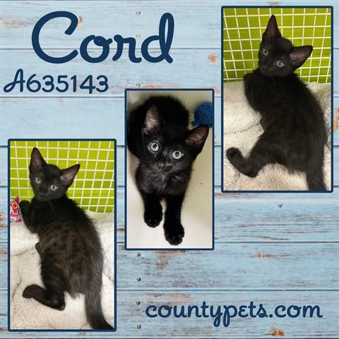 CORD