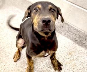 A637921, Young Male Plott Hound